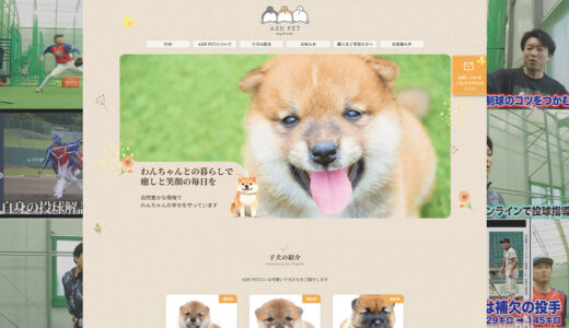 【千葉県の豆柴専門ブリーダーASH PET様】自社更新に挑戦！出産情報や日常をリアルに発信中